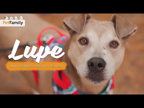 Lupe, una viejita adoptable que encontró el amor ?