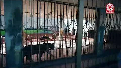 تحميل كواليس حديقة الحيوان طيور الجنة