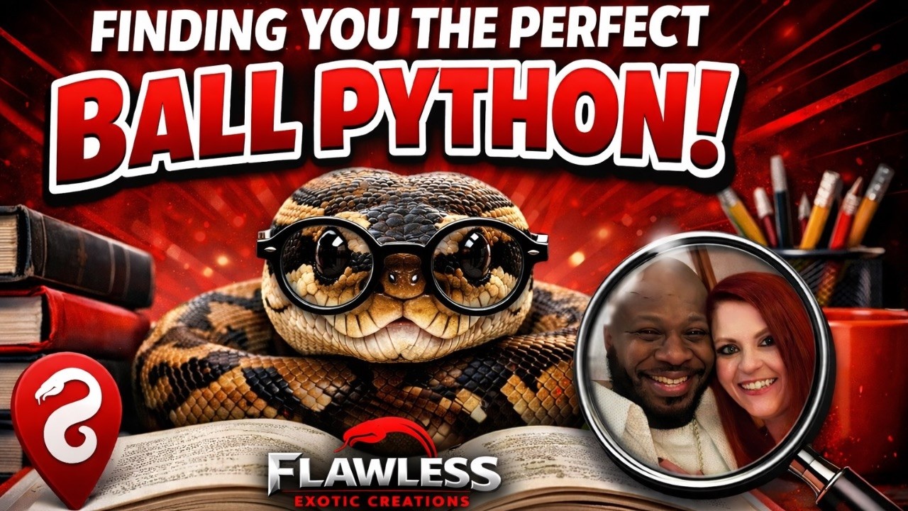 Действительно ли существует идеальный клиент для шаровидного питона?