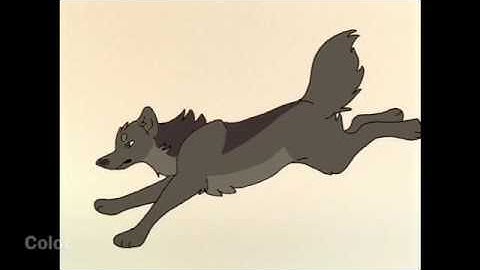 First GOOD wolf run cycle!