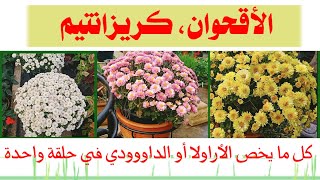 أقحوان، أراولا زهرة الغريب او الداووودي، الزراعة و العناية و التزهير Chrysanthemum