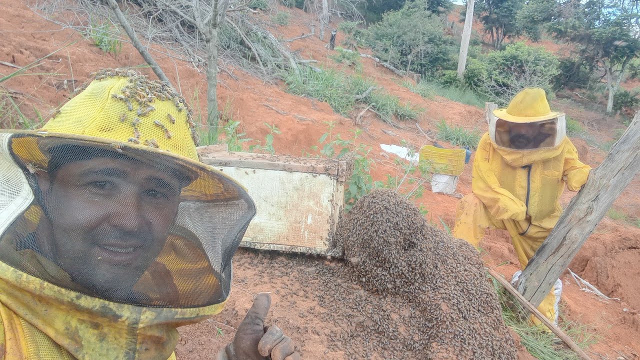 😱 A maior captura de abelhas que já fiz  em cupim 🐝🐝 