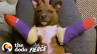 Tiny Pit Bull Puppy Gets Purple Casts To Help Him Run | The Dodo Little But Fierce
