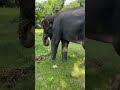Elephant eating grass #elephant #wildlifeentertainment #nationalgeographic #animalplanet #travel