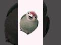 Фда