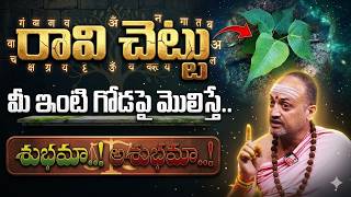 Nandibatla రావిచెట్టు మీ ఇంట్లో గోడపై పెరిగితే Importance of Ravi Chettu Dharmasandehalu
