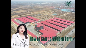 How to start an 800,000 Layers Farm with automatic layer equipment 2
