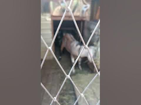 Связала козам рептух / жизнь на природе/ - YouTube