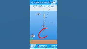 CÁCH CÂN PHAO CÂU ĐÀI 4 CÂU 2 #Youtube shorts Đồ Câu Hải Đăng
