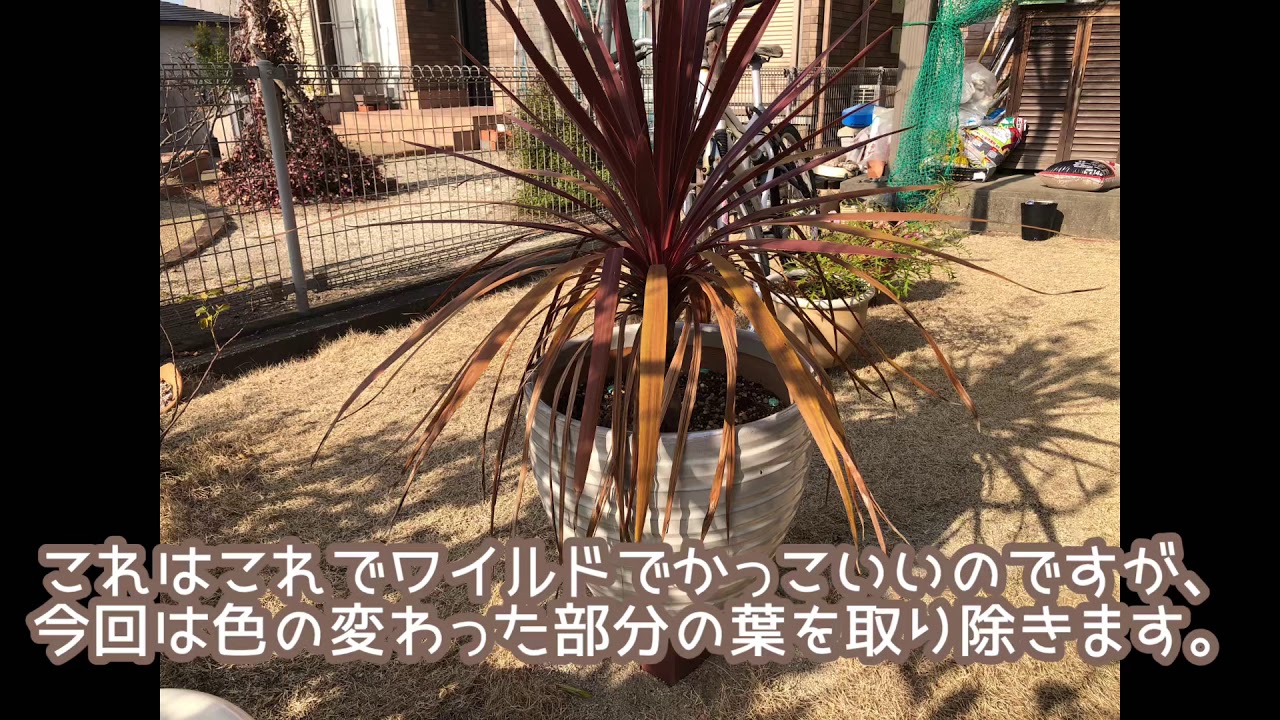 コルジリネレッドスターの葉っぱをむしってかっこよく形を整える 