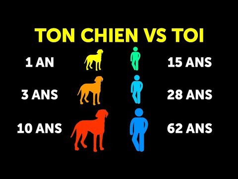 Vidéo: Les scientifiques trouvent la preuve que l'amour des chiens pour les chiens remonte à des milliers d'années