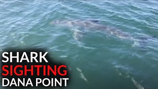 Shark Week 2020 Great White Shark Shows Up And Kills My Fishing Spot