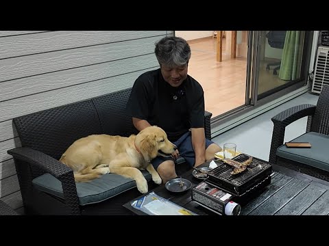 夫婦と犬との3人暮らし。今を大切に変化を楽しみ生きる。【Golden Retriever japan】