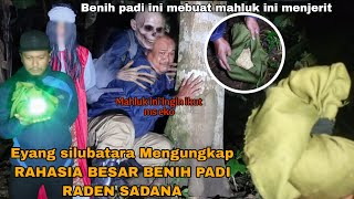 The next step after successfully obtaining the Golden Bunch Heirloom @syiarmalam13 @ganangsetioko...