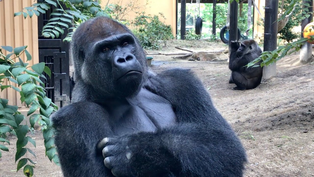 Happy New Year 2019⭐️ゴリラ【京都市動物園】Gorilla / momotaro