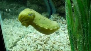 Flight of the cuttlefish