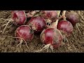 Red coach f1 onions growing in uganda