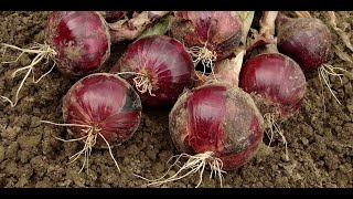 RED COACH F1 ONIONS GROWING IN UGANDA