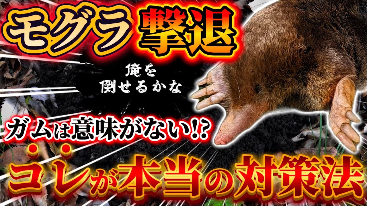 【モグラ】ガムは効かない！？コレが本当にやるべき対策方法です。モグラの生態から捕獲する方法についてお話します