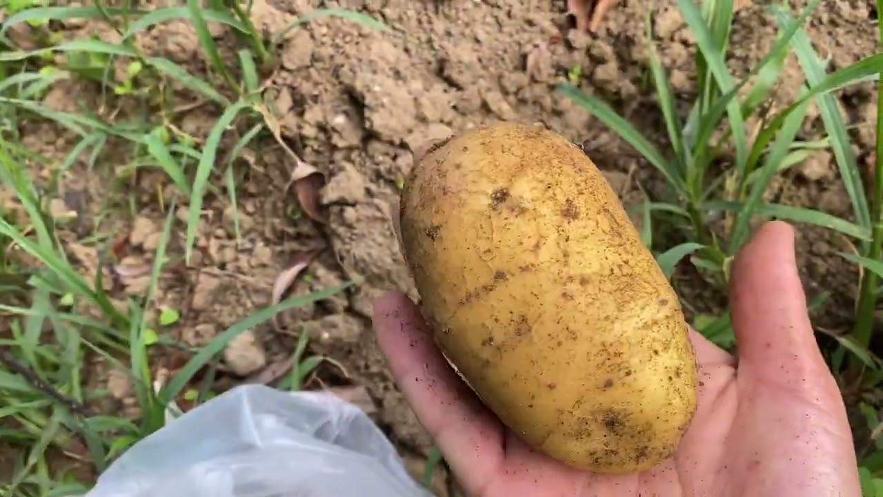 Rod krompira 2025 – ima li razloga za brigu?