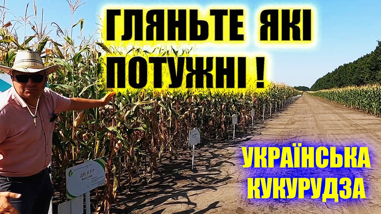 🌽ДЕ САМІ БІЛЬШІ 