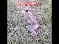 This Langur Monkey in Yala Is Just Vibing and Eating