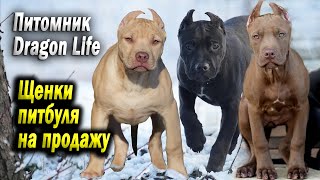 Питомник Dragon Life щенки Питбуля на продажу !!! Питомник Американских Питбультерьеров DRAGON LIFE.