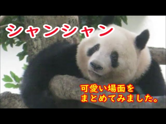 厳選 シャンシャンの可愛い場面をまとめました 11 01 07 Youtube 厳選 シャンシャンの可愛い場面をまとめました 11 01 07 Youtube