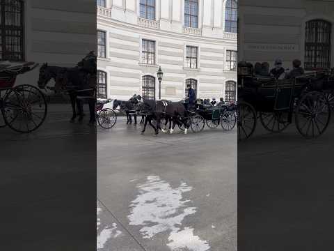 حصان خيول فروسية ركوب الخيل محبي الخيول حياة الخيول خيول حب الخيول حصان جميل