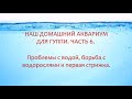 ДОМАШНИЙ АКВАРИУМ ДЛЯ ГУППИ. ЧАСТЬ 6. ПРОБЛЕМЫ С ВОДОЙ, БОРЬБА С ВОДОРОСЛЯМИ И ПЕРВАЯ СТРИЖКА.