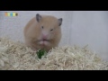 パセリを食べるハムスター