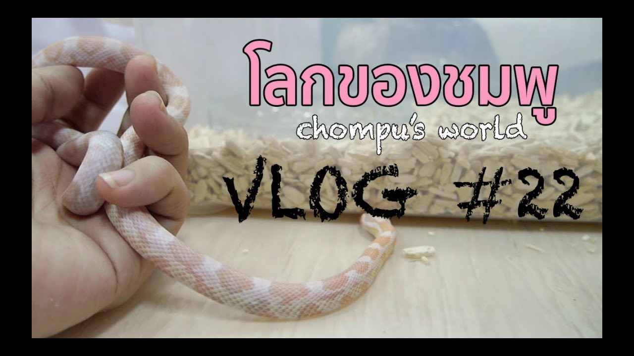 โลกของชมพู Vlog22 : สิ่งที่คนเลี้ยงงูไม่ควรทำ corn snake