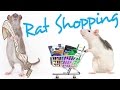 Pet rat shopping list  rattiepedia episode 14