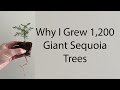 I grew 1,200 Giant Sequoia trees on my balcony this year