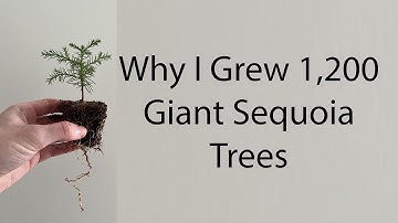 I grew 1,200 Giant Sequoia trees on my balcony this year