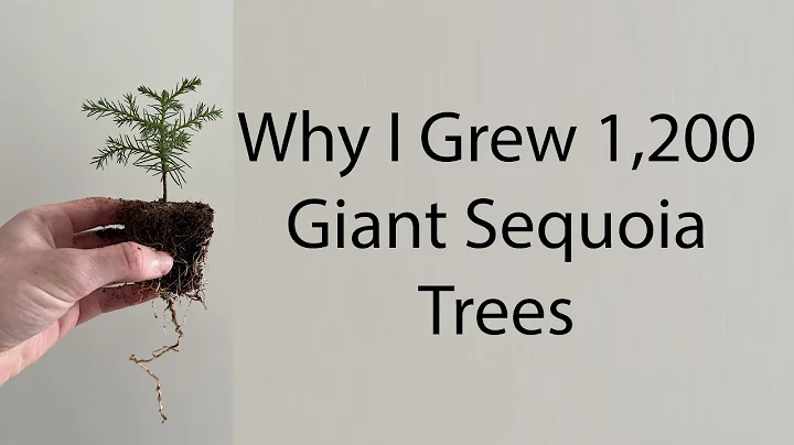I grew 1,200 Giant Sequoia trees on my balcony this year
