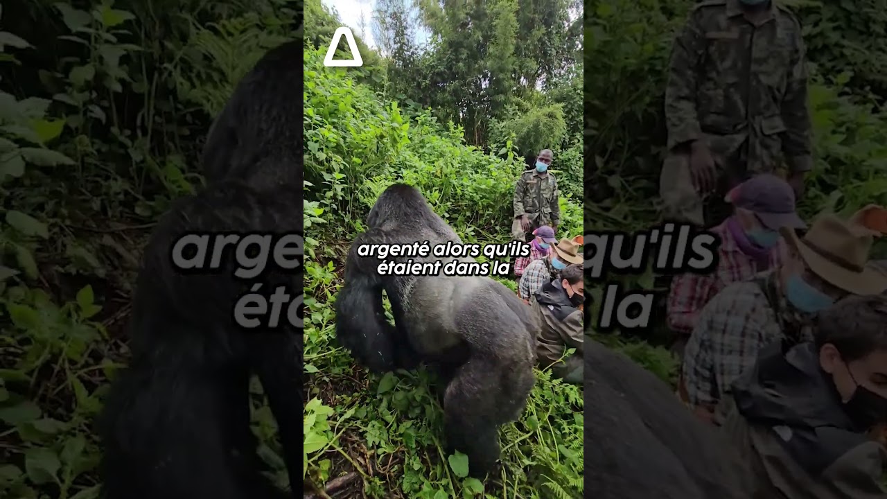 Ils ont rencontré un gorille géant dos argenté alors qu'ils étaient dans la jungle au Rwanda ! 😱