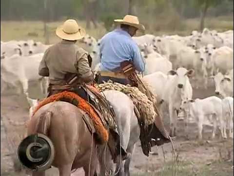 cavalo pulador pantanal falado 