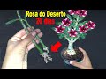 Como fazer muda da Rosa do Deserto pelo galho do jeito mais fácil que existe!