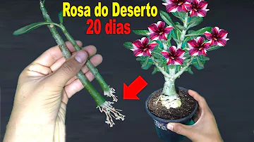 Como fazer muda de rosa do deserto passo a passo?