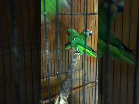 Burung cantik asal papua double eyed_fig_parot