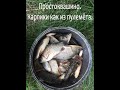 Простоквашино карпики как из пулемёта.