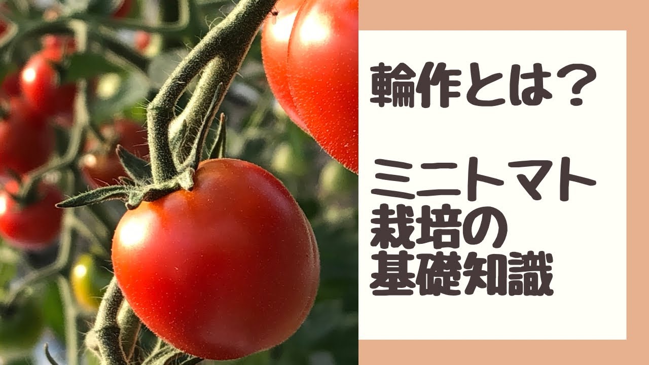 ベランダ菜園 プランターで作るミニトマト 支柱立てと誘引 Youtube ベランダ菜園 プランターで作るミニトマト 支柱立てと誘引 Youtube