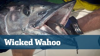 High Speed Trolling Wahoo - Florida Sport Fishing TV - From Hooking Them To Cooking Them