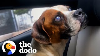 Stray Dog With Cataracts Becomes a Passionate Dancer | The Dodo Faith = Restored