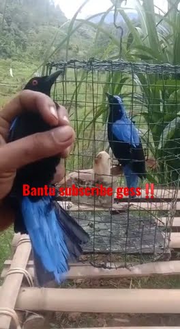 Dapat cucak biru‼️gajian nih❗ #mikat #pikatcucakbiru #cucakbiru #dapatcucakbiru #cakbigugacor #short