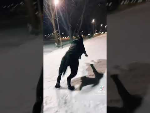 Собака без намордника