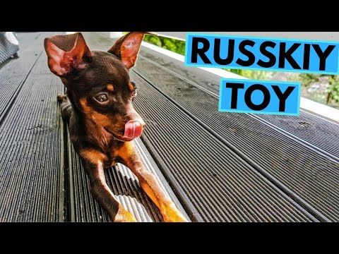 Video: Russian Toy Terrier: Character And Characteristics Of The Breed