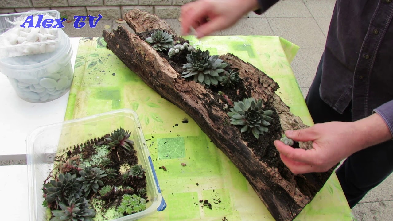 Schale aus Naturmaterialien für Hauswurz / Sukkulenten selber machen ganz einfach .