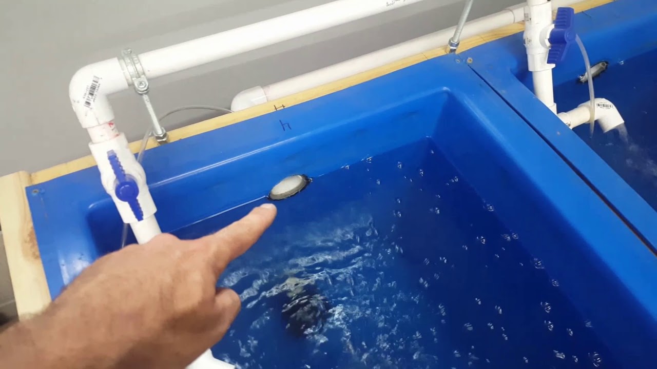 DIY homemade MINNOW tank and REPLICA WALLEYE 